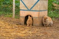 Rabbit nature bunny brown white easter background fluffy healthy group, for sitting pet from happy from sweet grass