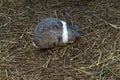 Rabbit in nature garden ,easter Royalty Free Stock Photo