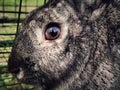 Rabbit nature Rab cute Royalty Free Stock Photo