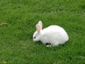 Rabbit nature wild beauty Royalty Free Stock Photo