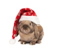 Rabbit in the New Year hat Royalty Free Stock Photo