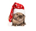 Rabbit in the New Year hat Royalty Free Stock Photo