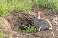 A rabbit next to his burrow