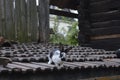 Rabbit on the old roof Royalty Free Stock Photo