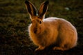 Rabbit in open grass field at night Royalty Free Stock Photo