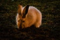 Rabbit in open grass field at night Royalty Free Stock Photo