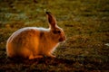 Rabbit in open grass field at night Royalty Free Stock Photo
