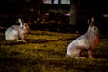 Rabbit in open grass field at night Royalty Free Stock Photo