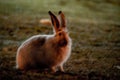 Rabbit in open grass field at night Royalty Free Stock Photo