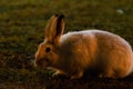 Rabbit in open grass field at night Royalty Free Stock Photo
