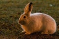 Rabbit in open grass field at night Royalty Free Stock Photo