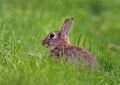 Rabbit - Oryctolagus cuniculus