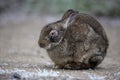 Rabbit, Oryctolagus cuniculus,