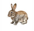 The rabbit (Oryctolagus cuniculus Royalty Free Stock Photo