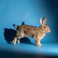 Oryctolagus cuniculus stands against a blue background casting a Royalty Free Stock Photo