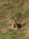Rabbit, oryctolagus cunniculus, grass for borrow Royalty Free Stock Photo