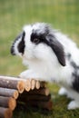 Rabbit outside Royalty Free Stock Photo