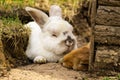 Rabbit pair