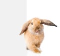 Rabbit peeks out from behind a blank banner. Isolated on white Royalty Free Stock Photo