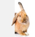 Rabbit peeks out from behind a blank banner. Isolated on white