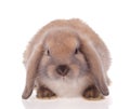 Rabbit pets Royalty Free Stock Photo