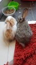 Rabbit pets coupe who sitting together