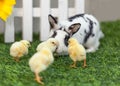 Rabbit playing with chickens in the garden. Royalty Free Stock Photo
