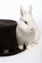 Rabbit playing with a magicians hat