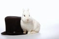 Rabbit playing with a magicians hat