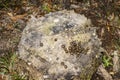 Rabbit poo on tree stump