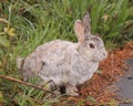 Rabbit pose Royalty Free Stock Photo