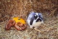 Rabbit with pretzels and pumpkin sitting in straw Royalty Free Stock Photo