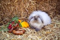 Rabbit with pretzels and pumpkin sitting in straw Royalty Free Stock Photo