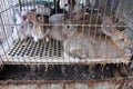 Rabbit prison