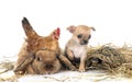 rabbit, puppy, turtle and chicken Royalty Free Stock Photo