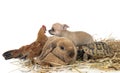 rabbit, puppy, turtle and chicken Royalty Free Stock Photo