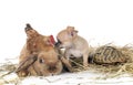 rabbit, puppy, turtle and chicken Royalty Free Stock Photo