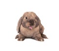 Rabbit puts out one's tongue. Royalty Free Stock Photo