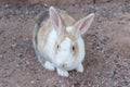 Rabbit rabbit beautiful selection, colorful rabbit, close-up brown rabbit