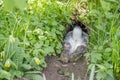 Rabbit in a rabbit hole Royalty Free Stock Photo