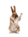 Rabbit with raised paw for setting your content is isolated on a white