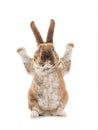 Rabbit with raised paws for setting your content is isolated on a white