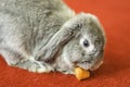 Rabbit on red carpet, cute pet portrait