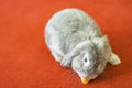 Rabbit on red carpet eating a carrot.