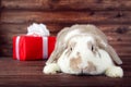 Rabbit with red gift box Royalty Free Stock Photo