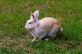 Rabbit resting in the green grassy meadow Royalty Free Stock Photo