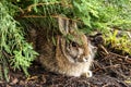 Rabbit resting under a bush Royalty Free Stock Photo