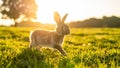 Rabbit running through green meadow towards setting sun, backlit by golden light Royalty Free Stock Photo