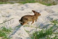 Rabbit running through the sand at Assateague Royalty Free Stock Photo