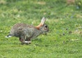 Rabbit Running Royalty Free Stock Photo